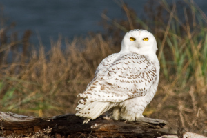 Snowy Owl